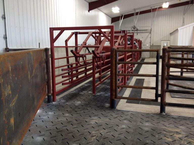 85,000 Head Beef Cattle Feedlot Working and Processing Facility ...
