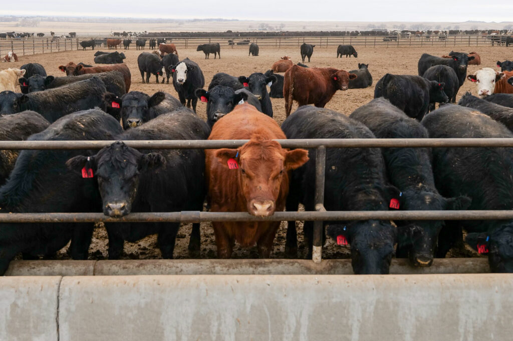Cattle at a feedbunk