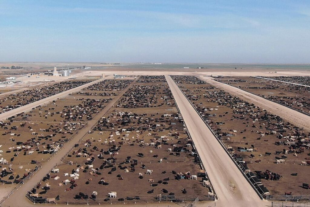 Cattle feedyard