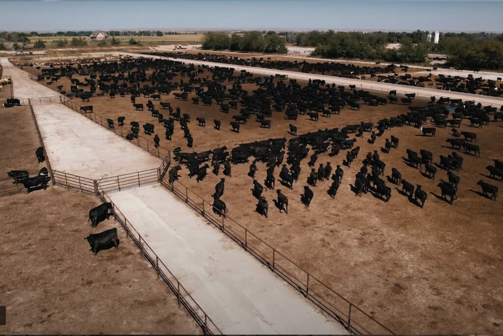 Aerial view of cattle in a pen